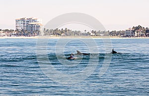 Dolphins swimming in blue ocean water photo