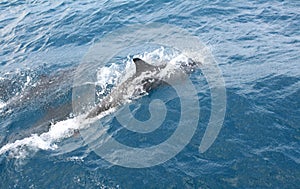 Dolphins swimming at Fernando de Noronha