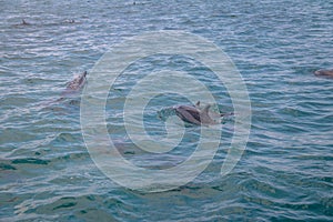 Delfines nadar en interno el mar, brasil 