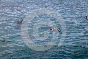 Dolphins swimming in the inner sea - Fernando de Noronha, Pernambuco, Brazil photo