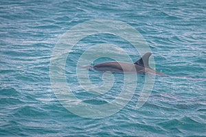 Dolphins swimming in the inner sea - Fernando de Noronha, Pernambuco, Brazil photo