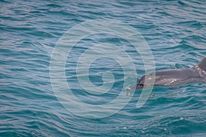 Dolphins swimming in the inner sea - Fernando de Noronha, Pernambuco, Brazil photo