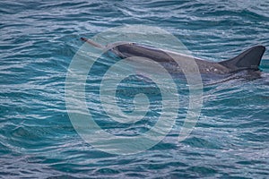 Dolphins swimming in the inner sea - Fernando de Noronha, Pernambuco, Brazil photo