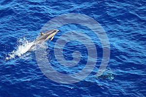 Dolphins swimming and jumping in the ocean. Common dolphin Delphinus delphis in natural habitat. Marine mammal in North Pacific oc