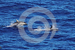 Dolphins swimming and jumping in the ocean. Common dolphin Delphinus delphis in natural habitat. Marine mammal in North Pacific oc