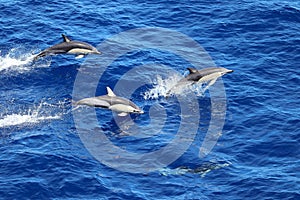 Dolphins swimming and jumping in the ocean. Common dolphin Delphinus delphis in natural habitat. Marine mammal in North Pacific oc