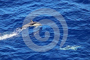 Dolphins swimming and jumping in the ocean. Common dolphin Delphinus delphis in natural habitat. Marine mammal in North Pacific oc