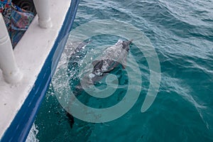 Dolphins swimming near a boat - Fernando de Noronha, Pernambuco, Brazil photo