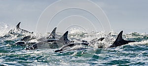 Dolphins, swimming in the ocean