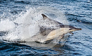 Dolphins, swimming in the ocean