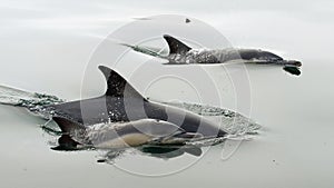Delfíni plavání v oceán 
