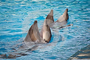 Dolphins swimming in pairs in the pool, Anapa dolphinarium