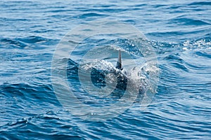 Dolphins swimming in a sea