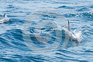 Dolphins swimming in a sea