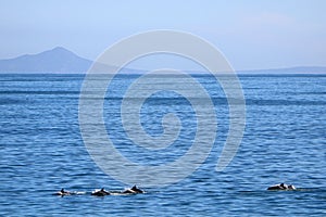 Dolphins swimming in the sea with distant mountains