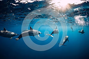 Dolphins swimming underwater in ocean at Mauritius