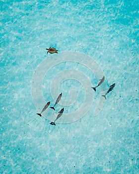 Dolphins swimming in unison in the turquoise waters of a tropical island