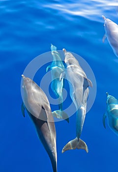 Dolphins under water