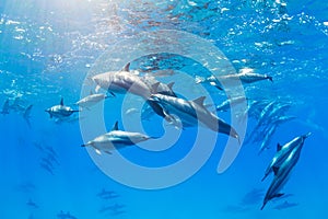 Dolphins Underwater