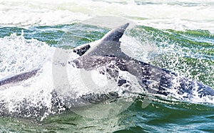 Dolphins in Walvis Bay, Namibia