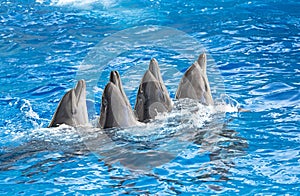 Dolphins in the water park