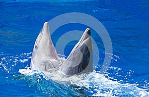 Dolphins in the water park