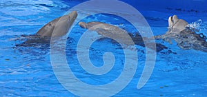 Dolphins are a widely distributed and diverse group of aquatic mammals. photo