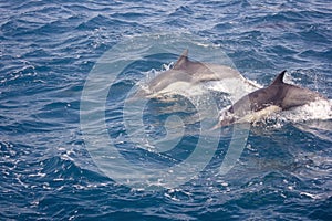 Dolphins in the wild