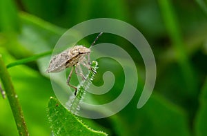 Dolycoris baccarum nymph on green grass