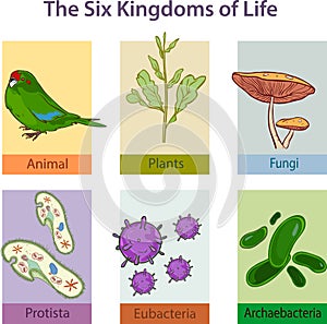 The Six Kingdoms of life.