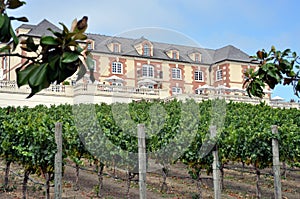 Domaine Carneros vineyard, Napa Valley photo