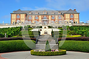 Domaine Carneros vineyard, Napa Valley photo