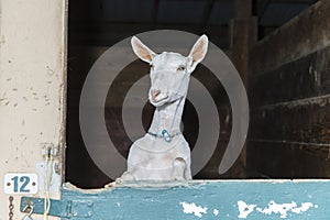 Domastic Goats at County Fair