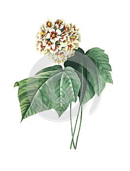 Dombeya ameliae | Antique Flower Illustrations