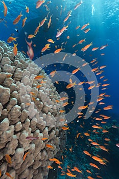 Dome coral and anthias in the Red Sea.