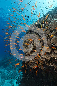 Dome coral and anthias in the Red Sea.