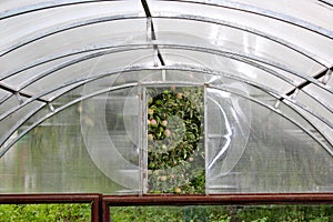 dome greenhouses with a transparent window in russia in the summer