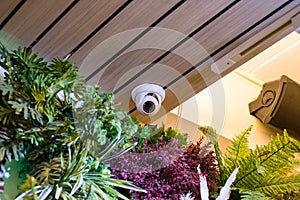 Dome security CCTV Hidden on corner room with plant decorate