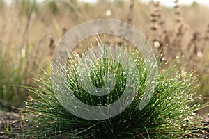 A dome-shaped, porcupine-like tuft of fine green grass Festuca ovina (sheep`s or sheep fescue) with shining water drops