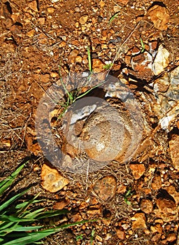 DOME SHAPED STROMATOLITE ROCK FORMATION IN A DRY AREA