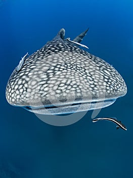 Dome to Dome. Whale Shark. Rhincodon typus