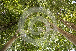 Dome of trees in a forest in Koh Chang, Trat, Thailand