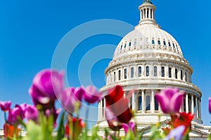Dome of Washington Capital Building through tulips