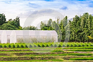 Domed Greenhouse or tunnel for young plants growing nursery house