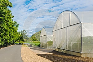Domed Greenhouse or tunnel for young plants growing nursery house