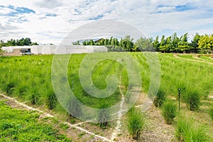 Domed Greenhouse or tunnel for young plants growing nursery house