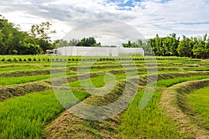 Domed Greenhouse or tunnel for young plants growing nursery house