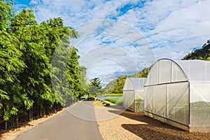 Domed Greenhouse or tunnel for young plants growing nursery house