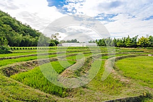 Domed Greenhouse or tunnel for young plants growing nursery house