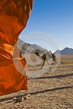 Domedary camel with red flag.